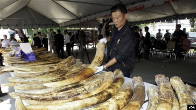 Petugas bea cukai Thailand menyita dua ton gading gajah selundupan asal Afrika di pelabuhan Bangkok, Jumat (Foto: dok). WWF menyerukan agar pemerintah Thailand melarang perdagangan gading dalam negeri, dalam kampanye penanggulangan perburuan gajah di Afrika (27/2).