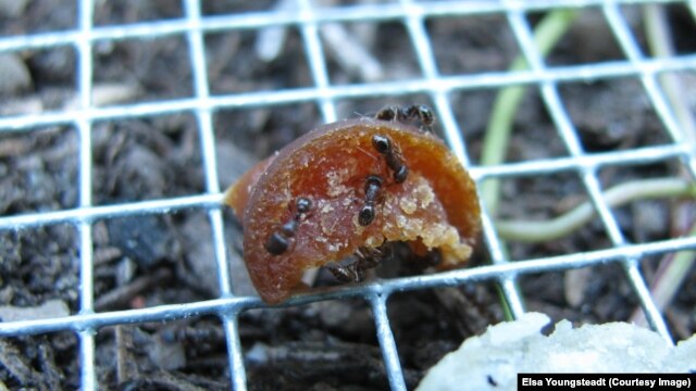 Pavement ants atau semut trotoar memakan umpan yang disediakan dalam percobaan North Carolina State University yang mengkalkulasikan seberapa banyak junk food yang bisa dimakan semut dan antropod lainnya dari jalanan perkotaan di New York.