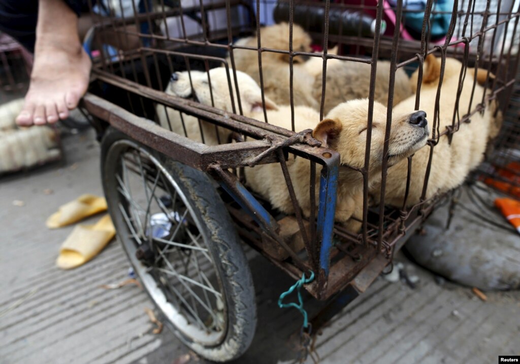 Dogs Kept In Cages All Day Dogs Kept In Cages All Day