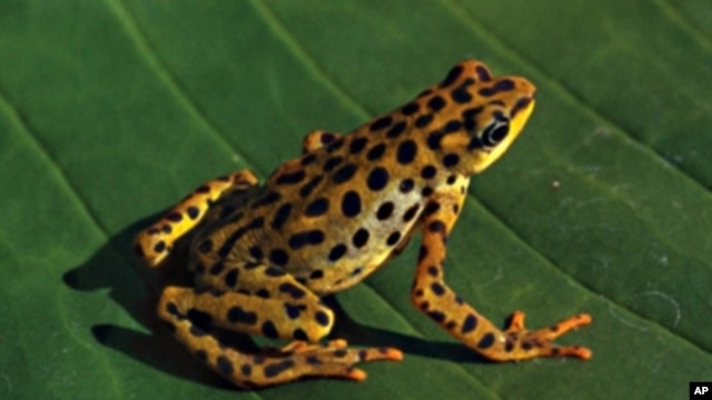 The Rio Pescado Stubfoot toad was most likely a victim of the fungus, Chytridiomycosis.