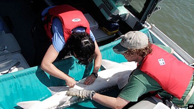 Researchers tag a white sturgeon on the Fraser River in British Columbia, Canada.