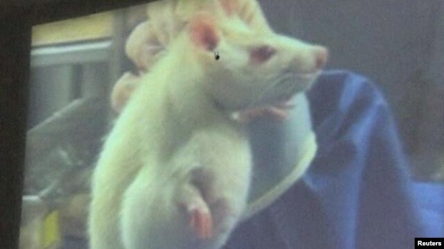 A study published in Food and Chemical Toxicology included disturbing photos of rats researchers say grew giant tumors after eating GMO corn for two years.(Reuters) 