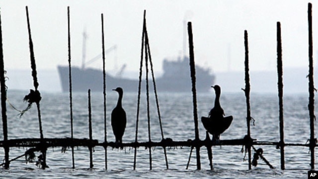 Sea birds sit on fishing traps set up near the shore off Muharraq, Bahrain, as ships pass through the Persian Gulf (file photo)