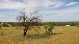 An olive tree in Zintan, Libya, April 9, 2012. (Stephanie Figgins)