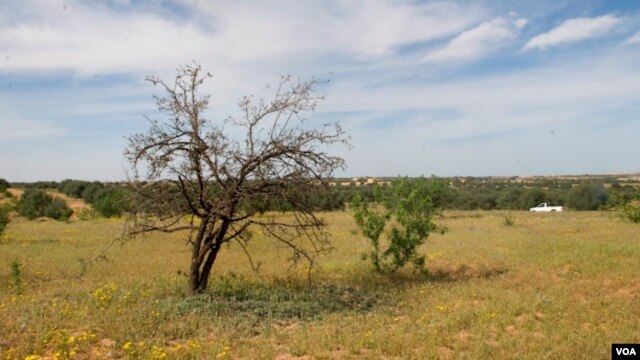 An olive tree in Zintan, Libya, April 9, 2012. (Stephanie Figgins)