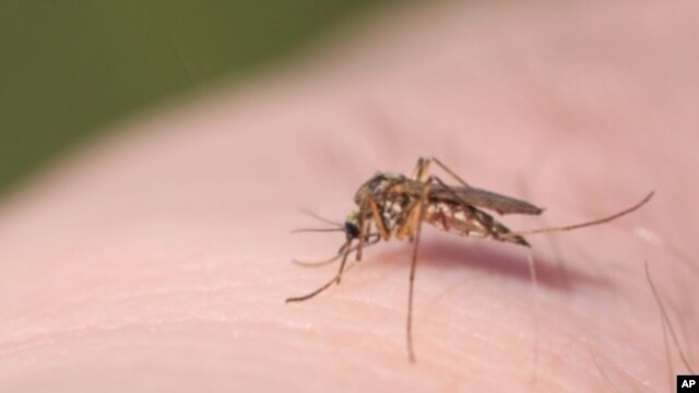 La vacuna funcionó muy bien en los enfermos de dengue pese a que sólo protege contra tres de los cuatro virus que provocan la enfermedad.