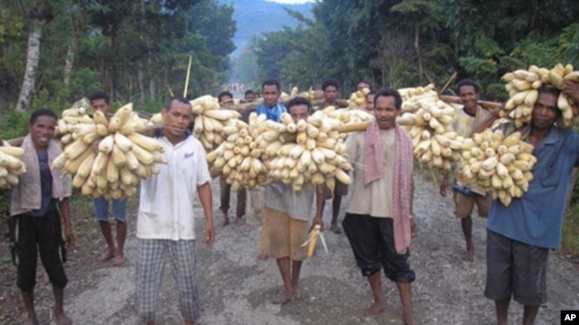 Farmers in Indonesa harvest maize.