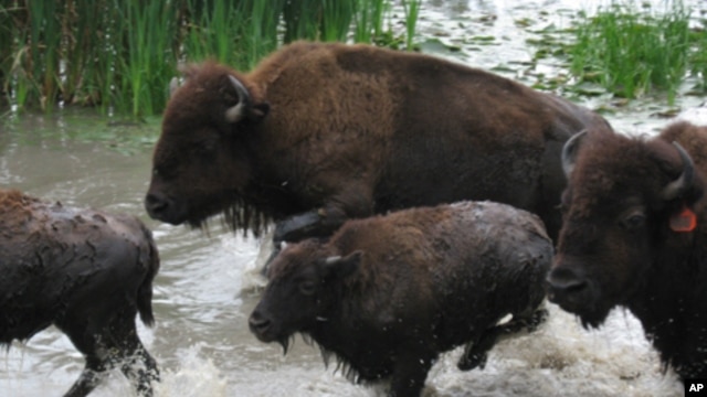There are about 500,000 bison in the United States today, not enough to keep up with demand for their meat.