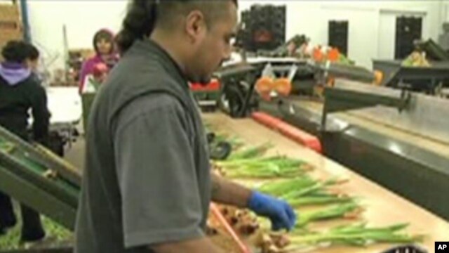 Workers at Fresh Tulips USA in Virginia, ship out  45 million flowers each year.