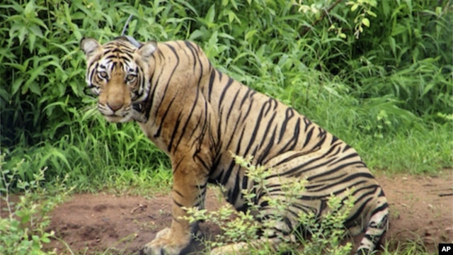A three-year-old tiger is seen on June 29, 2008 at India's Sariska Tiger Reserve in the western state of Rajasthan. (file photo)