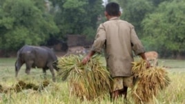 A Cambodian man carries rice at a paddy rice farm in Bekpeang village, Kampong Cham province, file photo. 