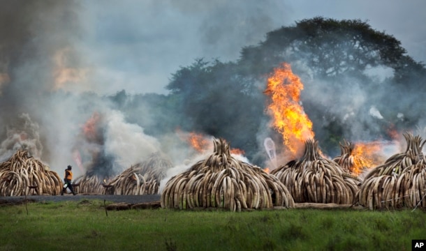 FILE - A worker carries spray bottles of gel fuel to help the burning, as he walks past pyres of ivory that were set on fire in Nairobi National Park, Kenya, April 30, 2016.