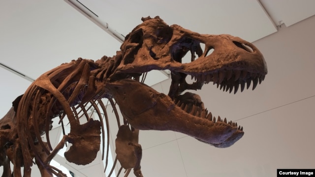 Tyrannosaurus rex went extinct in a relatively short compared to the dinosaur line that led to birds. (Credit: Royal Ontario Museum)