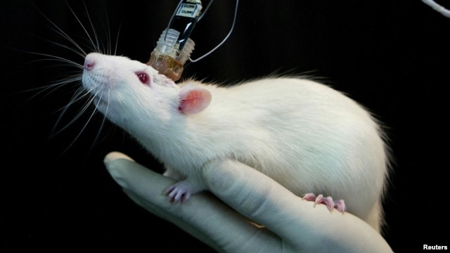 La memoria de un ratón es registrada en un laboratorio. El cerebro de los animales ha cambiado a medida que el hombre ha modificado su ecosistema.