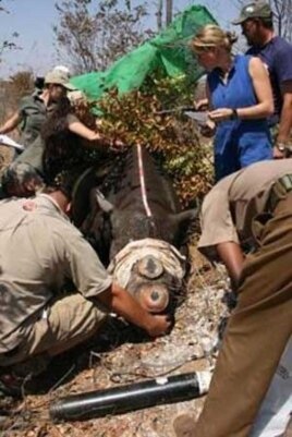 The IAPF, assisted by wildlife veterinarians, surgically removes the horns of some rhinos to prevent them from being targeted by poachers
