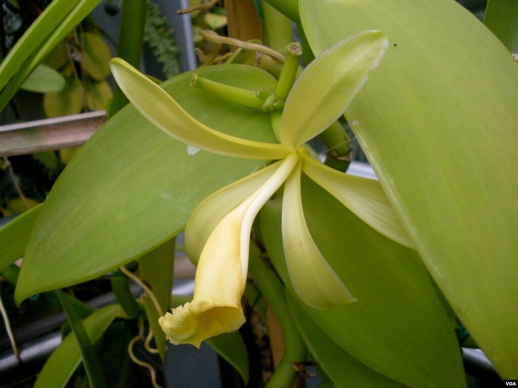 Beauty & Function Orchids Have Medicinal, Food Uses
