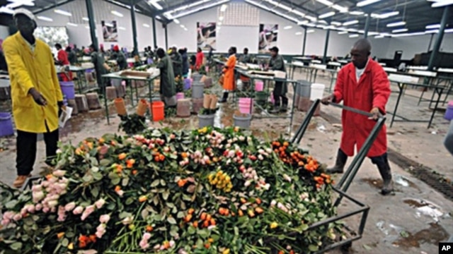 Workers push cart loaded with discarded fresh roses at a flower exporter's farm in Naivasha, 19 Apr 2010