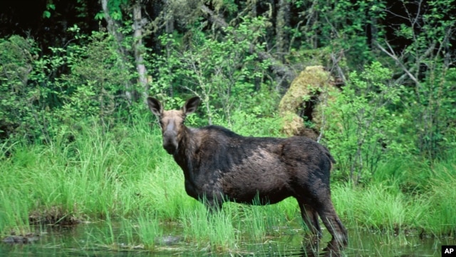 En esta foto no fechada, se ve a un alce pasando  por un estanque en el Bosque Nacional Superior en Minnesota.