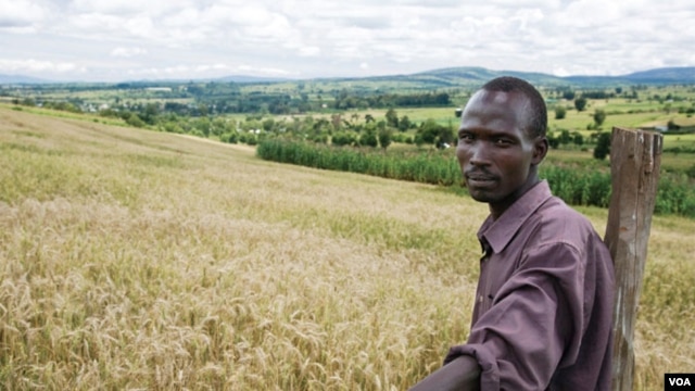 Experts say sub-Saharan Africa can be a major wheat producer. Credit: CIMMYT