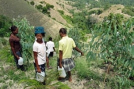 Villagers water trees on a volunteer work day.