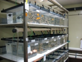 Scientists are using adult stem cells in the eyes of the zebrafish to regenerate damaged cells, restoring vision.