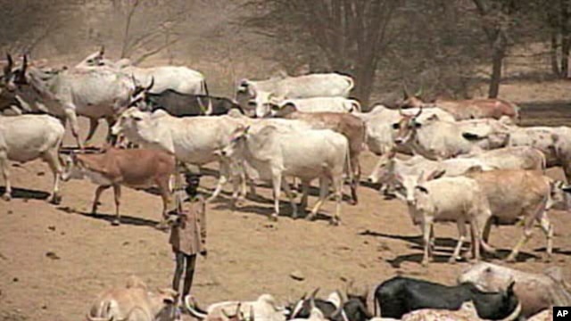 A herder in Kenya tends to his cattle, Aug 2010