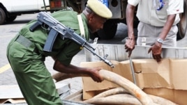 Some of the 2 tons of elephant ivory seized in Interpol’s Operation Worthy. (Kenyan Wildlife Service 2012)