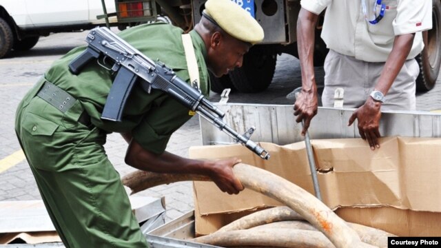 Some of the 2 tons of elephant ivory seized in Interpol’s Operation Worthy. (Kenyan Wildlife Service 2012)