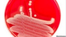 Researchers say anti-bacterial protein PlyC could be effective antibiotic alternative