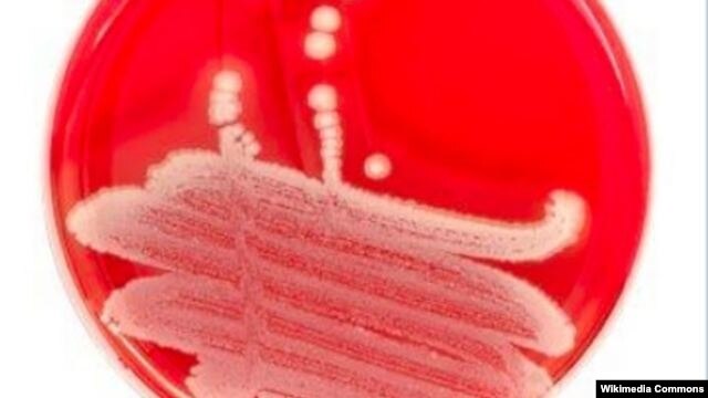 Researchers say anti-bacterial protein PlyC could be effective antibiotic alternative