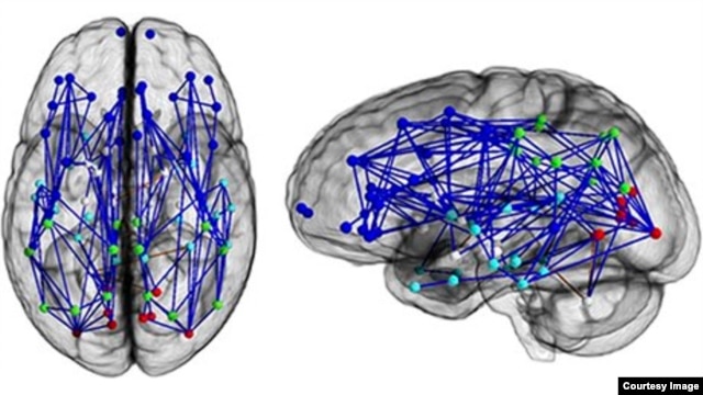 Neural map of a typical male brain. (Photo courtesy of National Academy of Sciences)
