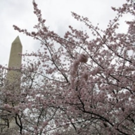 The two-week Cherry Blossom festival begins Saturday