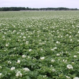 The potatoes in this field are related to a number of important plants, including tomatoes, eggplants, peppers and tobacco.