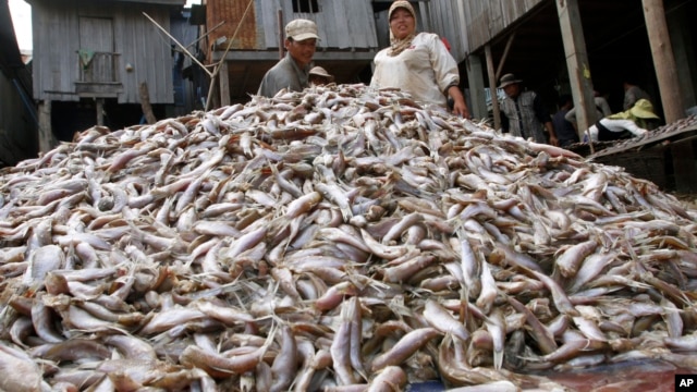 Cambodian workers collect fish which will be made into a traditional pickled fish, locally known as Prahok, at the river bank of the Tonle Sap in Chrang Chamreh during the fish harvesting season, in Phnom Penh, file photo. 