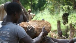 Miners prepare to transport a particularly large rock containing gold ore, Oct. 2012.
