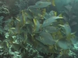 Environmental writer Alanna Mitchell traveled to ocean hot spots worldwide to see firsthand what is happening to the marine ecosystem.