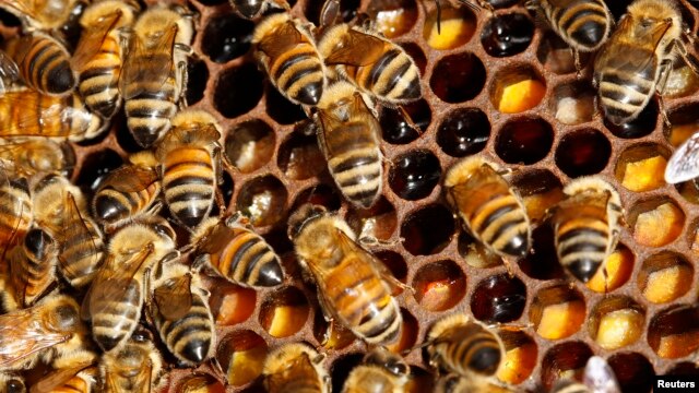 Detail of bees on their hive on the rooftop of the Tour d'Argent restaurant overlooking the River Seine in Paris, September 24, 2010.