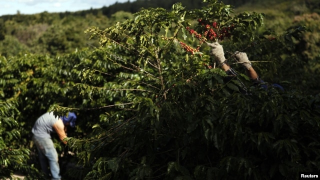 Las buenas prácticas fitosanitarias se extenderán al resto de cultivos para lograr erradicar la enfermedad.