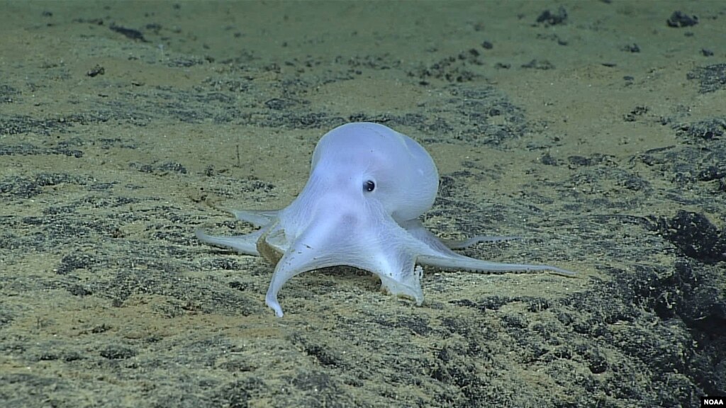 Scientists stunned by mysterious new octopus species