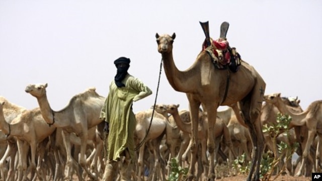 A nomad from the famed Tuareg tribe of the Sahara Desert brings his herd for vaccination to a team of US special forces handing out aid near the town of Gao in northeastern Mali. (File Photo)