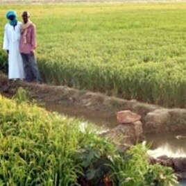Farmer Mossa Ag Alhousseini (in white) of Bagadadji village, Mali, at sunset next to his SRI field: "In the beginning, people who didn't participate in the SRI test treated us like fools," he said. "Now they regret not having learned the techniques for th