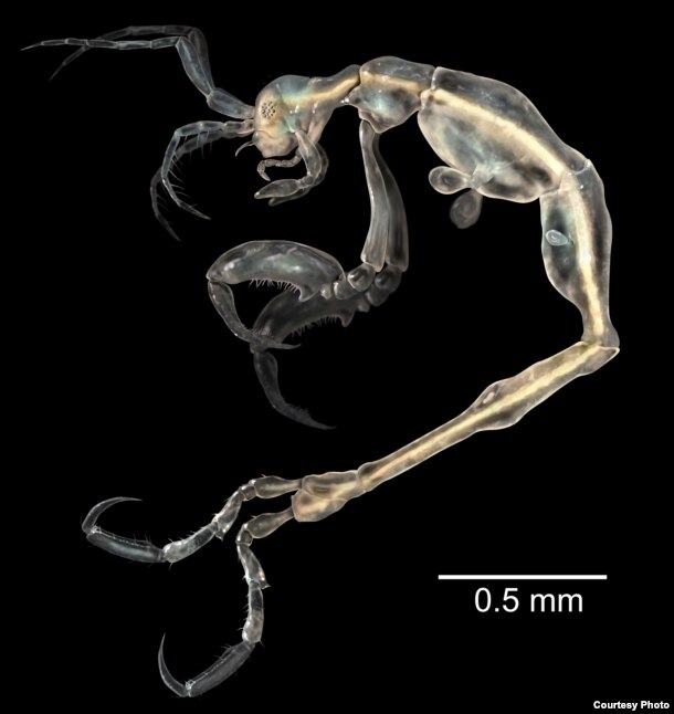 ThSkeleton Shrimp – ‘กุ้งโครงกระดูก’ เป็นสัตว์ตระกูลกุ้งที่มีขนาดเล็กที่สุดเท่าที่เคยพบ ยาวเพียง 3 มม. ตัวใสจนเห็นโครงสร้างภายในเหมือนโครงกระดูก พบที่ถ้ำแห่งหนึ่งนอกชายฝั่งทางใต้ของรัฐแคลิฟอร์เนีย