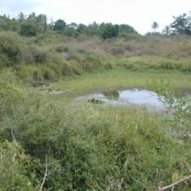 This mosquito larval habitat in Kilifi, Kenya, is also used for domestic purposes such as washing.