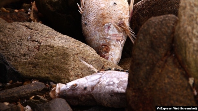 Cá chết ở nhiều tỉnh miền Trung đang gây quan ngại trong công chúng.