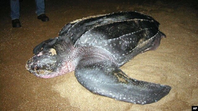 FILE - A leatherback turtle prepares to nest and lay her eggs in Playa Caletas on Costa Rica's northern Pacific coast, in this Aug. 3, 2004, handout photo from the Project for the Conservation of Marine Turtles (PRETOMA). 