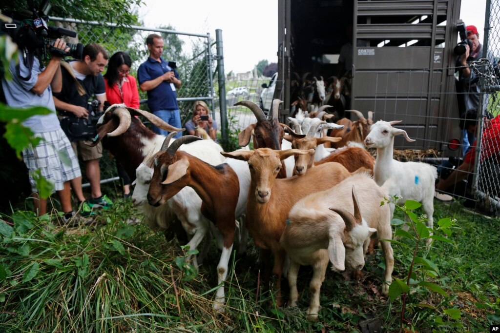 Cemetery Goats Eat Weeds, Save