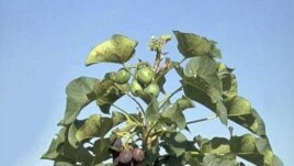 Cây dầu mè (Jatropha curcaẮ