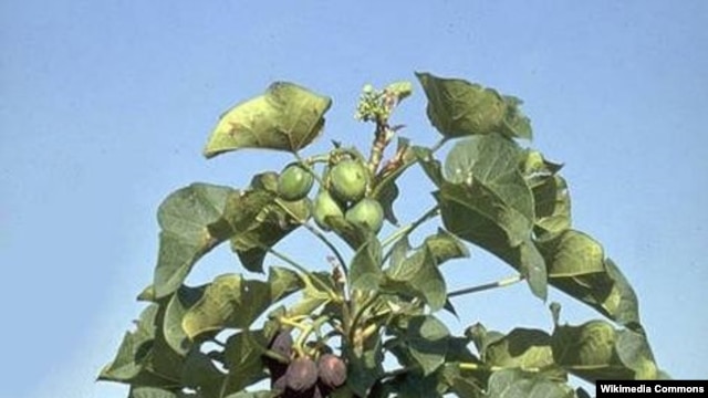 Cây dầu mè (Jatropha curcaẮ