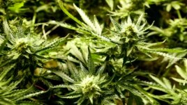 Kanabis sativa në Liban