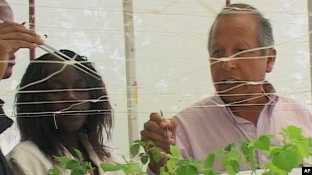 Victor Otazu, a aeroponic specialist with the International Potato Center, tends to some aeroponic potato plants in Nairobi, Kenya
